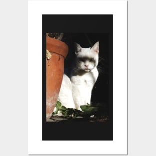 Creepy White Cat Posters and Art